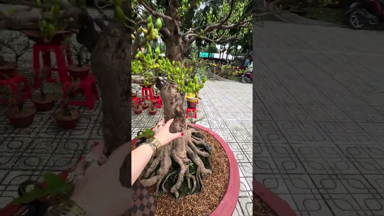 Vietnamese New Year flower market 2026 