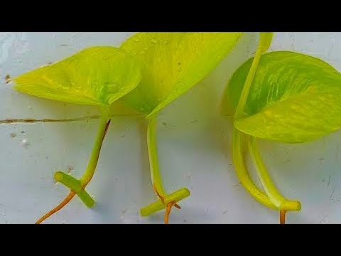How to grow Pothos ,Neon pothos propagation from cuttigs ,How to propagate  Neon Pothos from cuttings