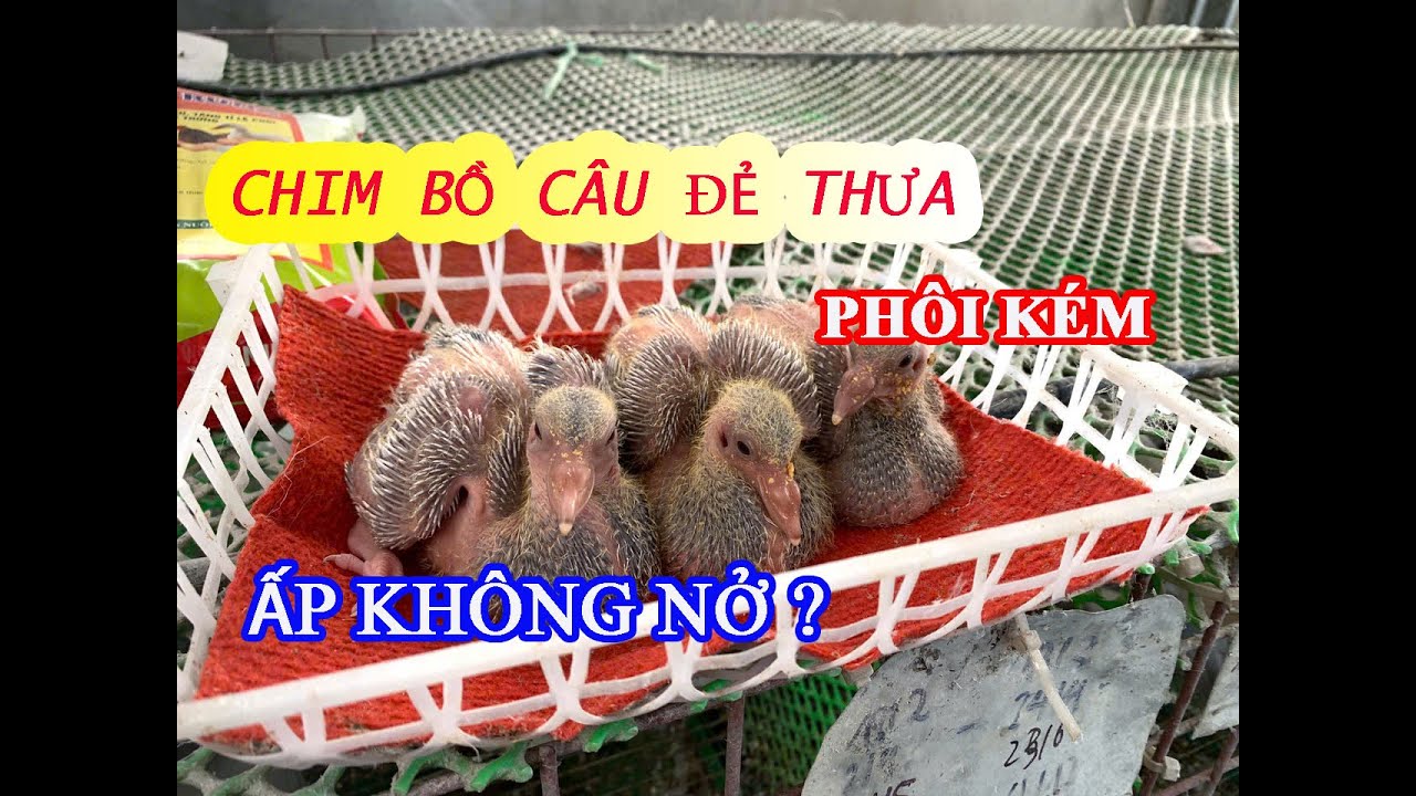 NGUYÊN NHÂN CHIM BỒ CÂU ĐẺ THƯA , PHÔI KÉM ẤP KHÔNG NỞ !