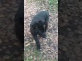 16 Сентября.Первая прогулка. Грому 2 месяца #рекомендации #shorts #собака #прогулка #вео  #животные