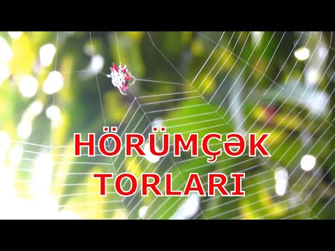 Hörümçək torları