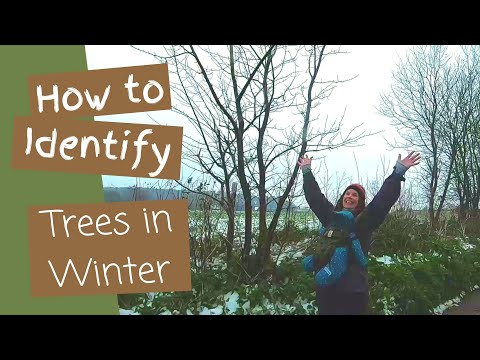 Vídeo: Rowan Tree - Como identificar e cultivar cinzas de montanha europeias