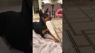 Teaching a Young Dog Old Tricks  #minpin  #dog #humor #funnyvideo