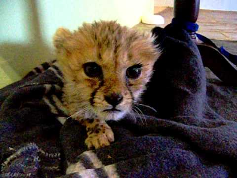 Cute Baby Cheetah Kitten Mewing