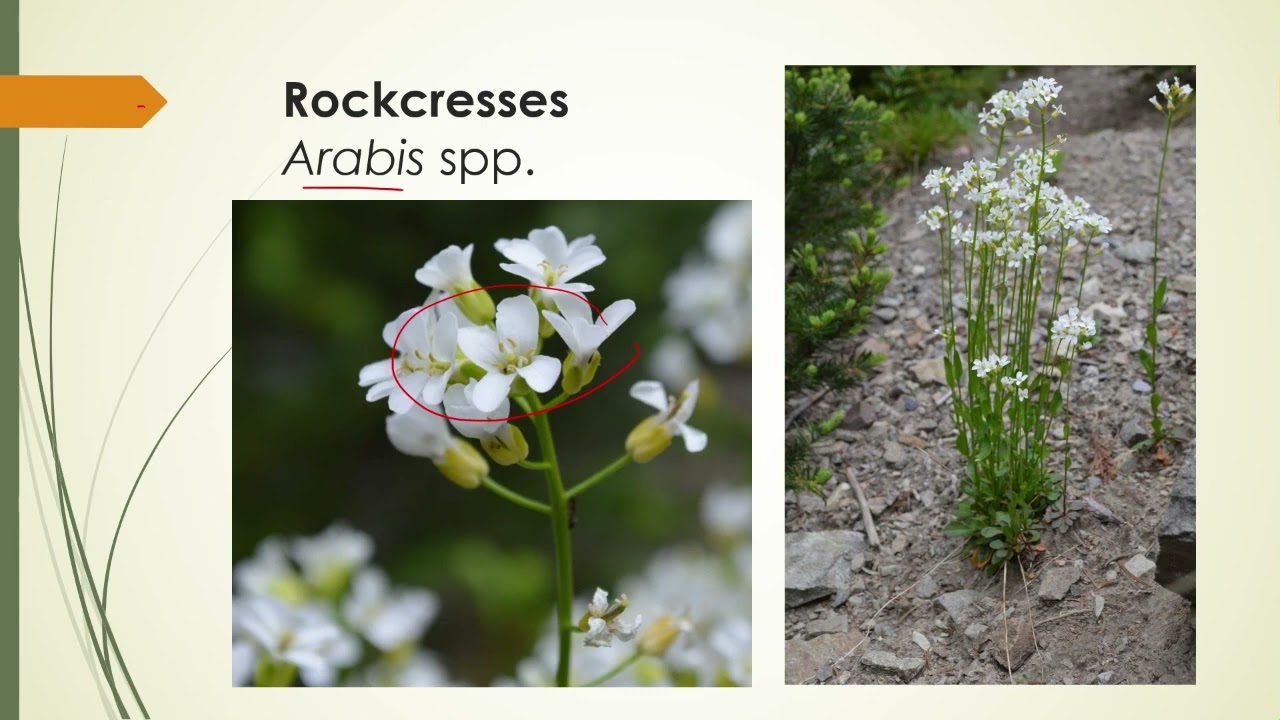 Mustard Family plants of Washington State