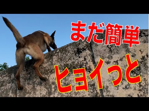 ちょっと高めな【垂直な壁】大型犬マリノアの挑戦！