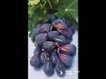 les fruits fétiches de la kabylie