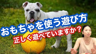 犬のおもちゃの遊び方をドッグトレーナーが解説！