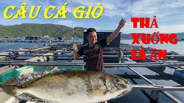 Câu Cá Biển - Câu Cá Giò Bằng Rường - Thả Xuống Là Ăn - Đầm Môn