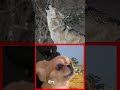 オオカミとハナを比較してみた