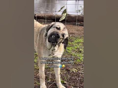 Fun fact our livestock guardian dogs Judge is a neat freak. Saving