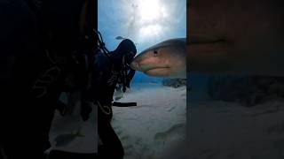 shark sharklove sharkdive tigershark joshjose365