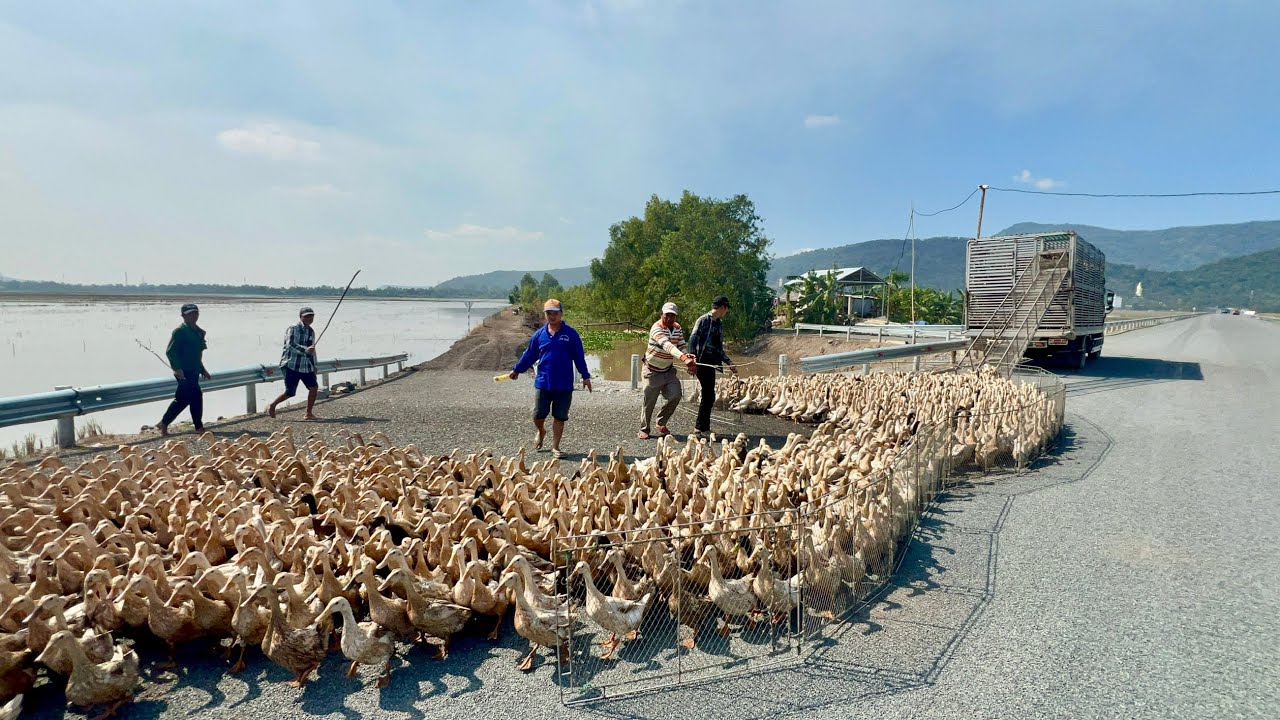 The scene of wild duck farmers migrating a flock of ducks with two big trucks