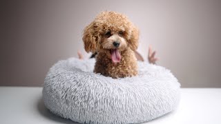 Reviewing Belle's favorite dog bed| PupShow Orthopedic Cuddler Bed