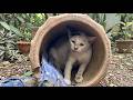 まだ1歳にも満たない母猫が、土管の中で守っていた4匹の子猫