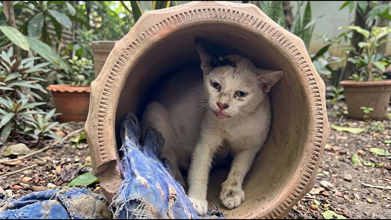 まだ1歳にも満たない母猫が、土管の中で守っていた4匹の子猫