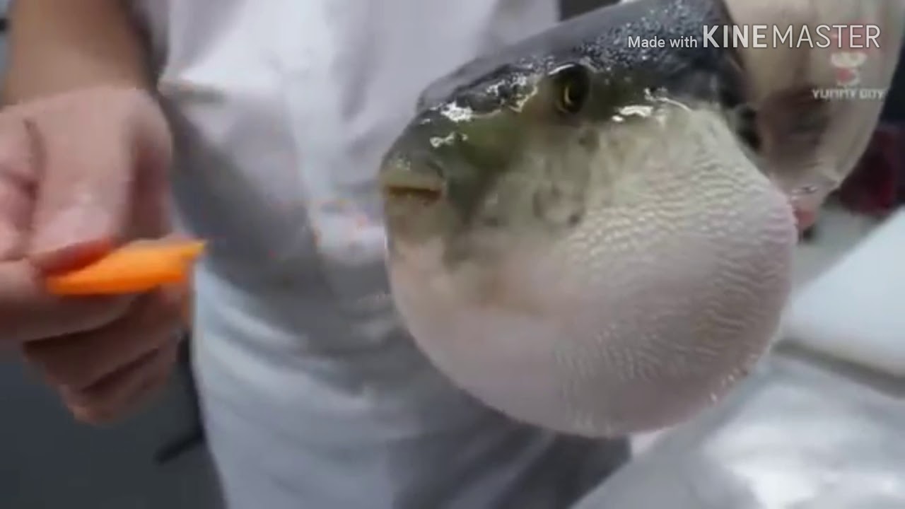 Puffer fish meme YouTube
