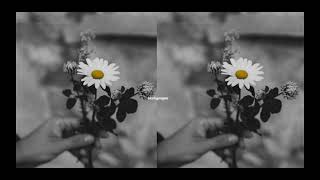 Hammali & Navai, Loc-Dog - Лепесток 2024