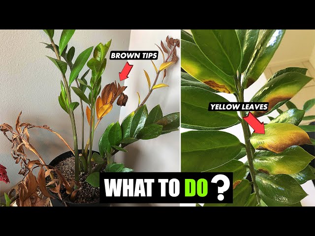 best potting soil indoor plants GARDENERA Organic Potting Mix for All Plant Types for Indoor and Outdo –  Gardenera.com main image 0