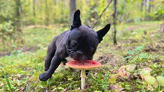 The French bulldog Oleg has several favorite places in this forest