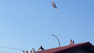 : 23.02.2025 -       ! # # #pigeon