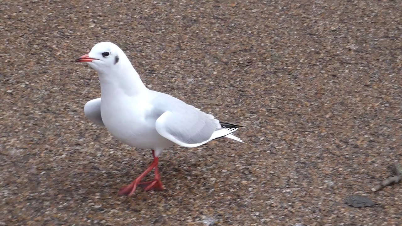 Black-Headed Gull courtship