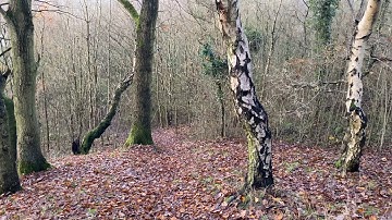 Iphone 11/zhiyun smooth 4 test footage