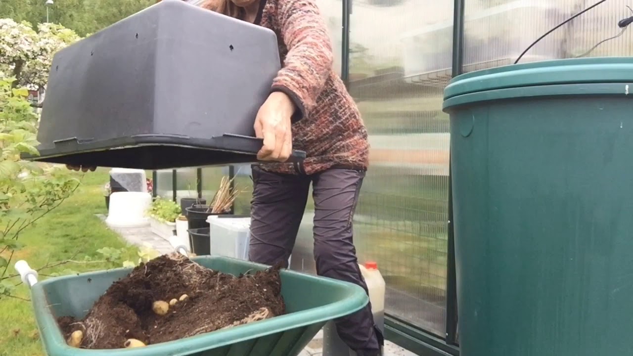 May: First potato reveal 2020. From planting to plate.