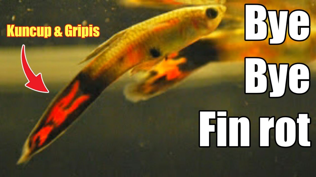 Mengobati Penyakit Fin Rot Pada Ikan Guppy ll 100% Mujarab & Berhasil