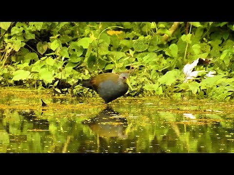 Saracura-do-mato se alimentando na lagoa, Aramides saracura, Slaty-breasted Wood-Rail,