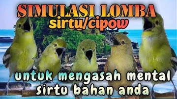 simulasi lomba sirtu/cipoh untuk merangsang mental sirtu muda agar menjadi lebih fighter