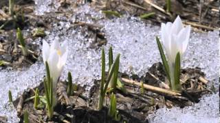 Amazing Spring video of snow receding, nature scenes with Llewellyn relaxation music