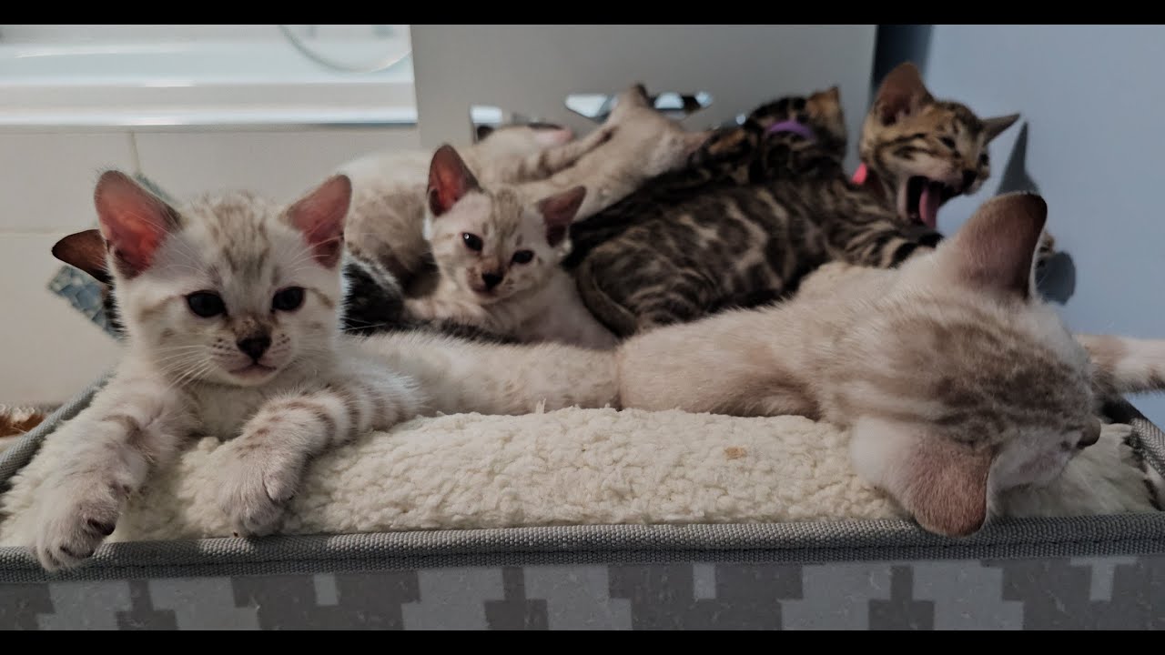 Adorable Bengal Kitten Littermates Lounging Around Together YouTube