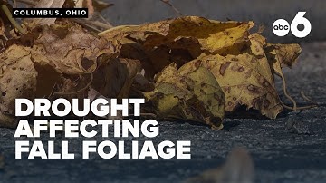 Drought impacting the vibrancy of fall foliage