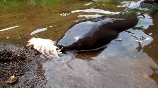 NZ eel