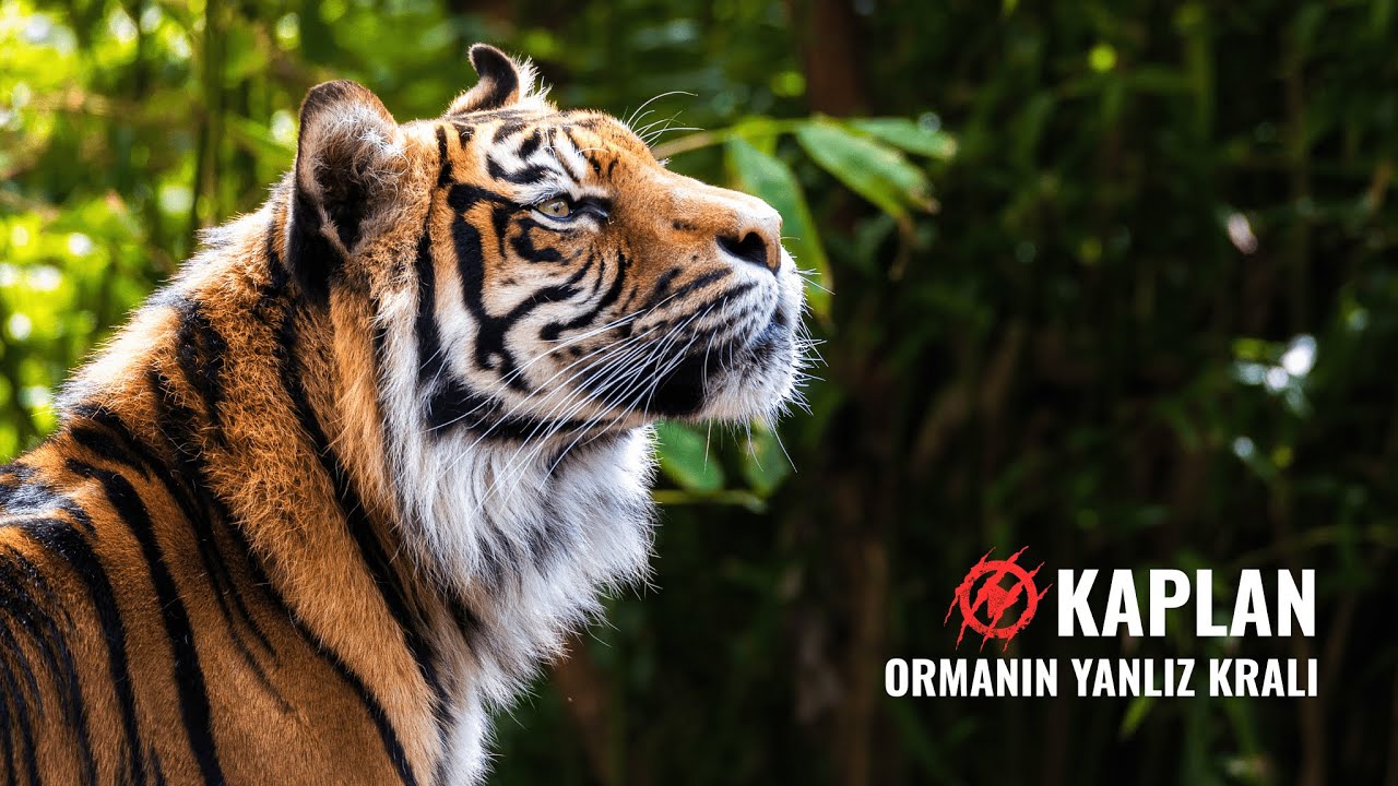 KAPLANLAR | Sessiz Gücün Gölgesindeki Avcılar |  Hayvanlar Alemi