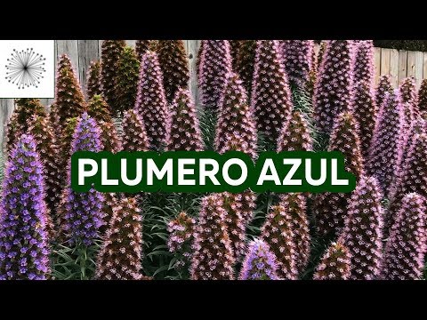 Vídeo: Flor Bugloss da Viper - Onde e como cultivar a planta Bugloss da Viper