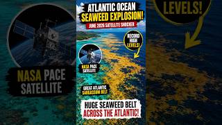 😳 The Atlantic Is Covered in Seaweed | NASA Saw It From Space #Sargassum #AtlanticOcean #USA #Shorts