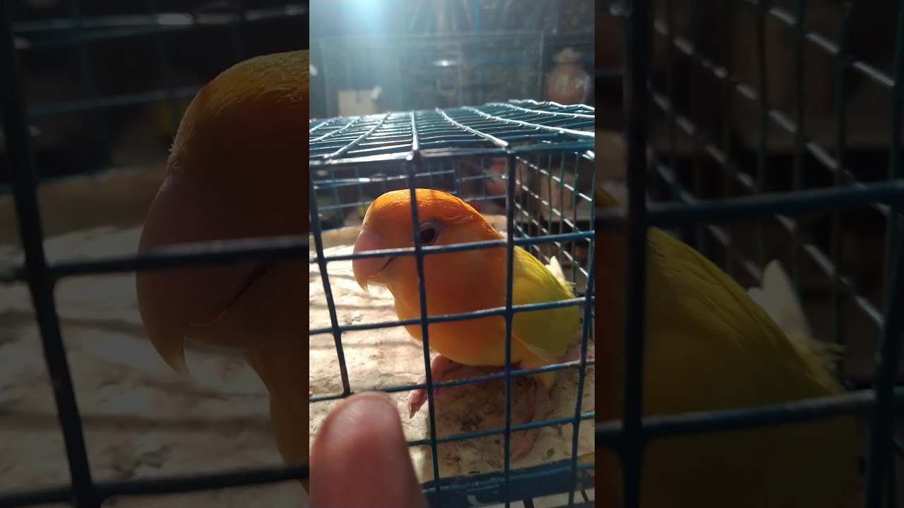 New purchase lutino opaline orenge head love bird 