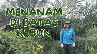 Jarak Menanam Kelapa Sawit dari batas tanah Jarak Menanam Kelapa Sawit dari batas tanah