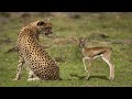 Terrible Power Wide - Cheetah Hunting Baby Gazelle