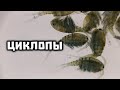 Циклопы. Одноглазые веслоногие прыгунчики в аквариуме и в дикой природе. // Clever Cricket