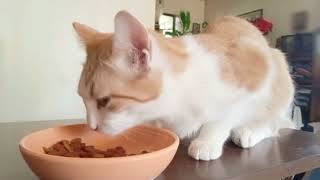 Kitty Eating Crunchy Chicken Kibble