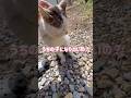 【時を超えて②】“うちの子になりたいの…?”出会ってまもない外猫が見せたまさかの反応【オリジナルBGM】