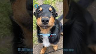 NO LES DES ESTO A TU PERRO ❌ #perros #mascotas #caninos #comidadeperro