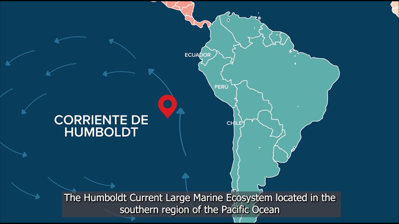 #SAPO | Sistema de Alerta, Predicción y Observación para el Gran Ecosistema  Marino de Humboldt