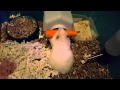 Хомяк и морковка  / Hamster and carrot