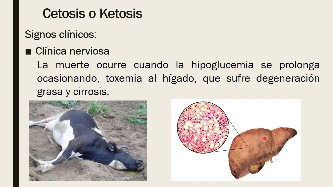 Cetosis mucha proteina