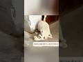 猫の母子愛の感動的な瞬間たち #猫 #母猫 #子猫 #保護猫 #猫の絆