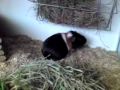Poor guinea pig walking strange